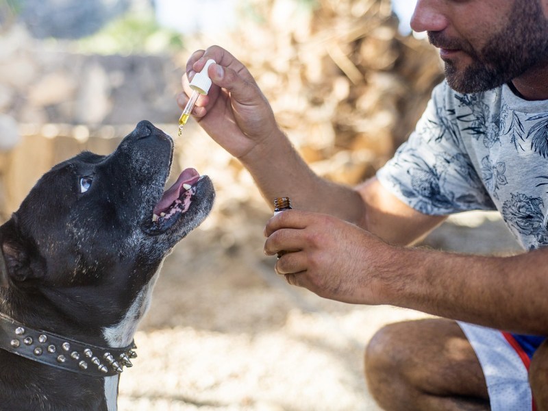 Different Ways to Guide You on How to Give CBD Oil to Your Dogs&nbsp;￼